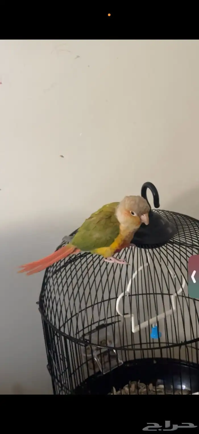 ببغاء كنيور مفقود 0