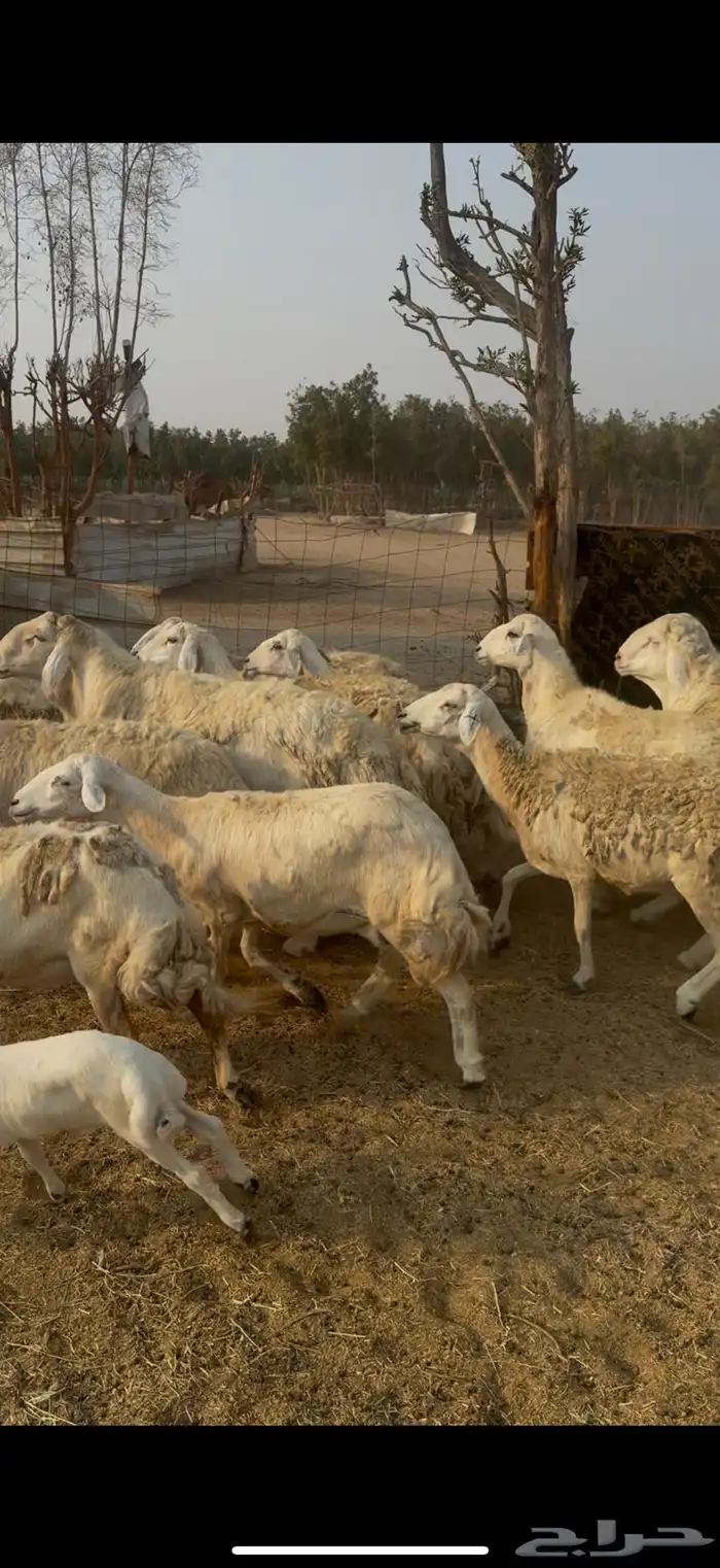 20 ضان حريات مراح واحد بالفحل ولد ودفيع كفوو (( تم البيع )) 6