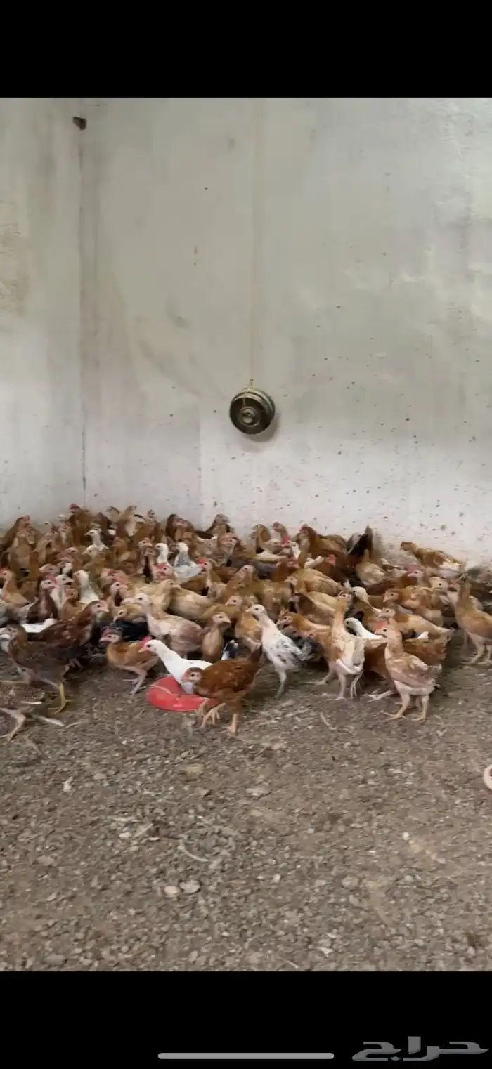 دجاج بلدي 0
