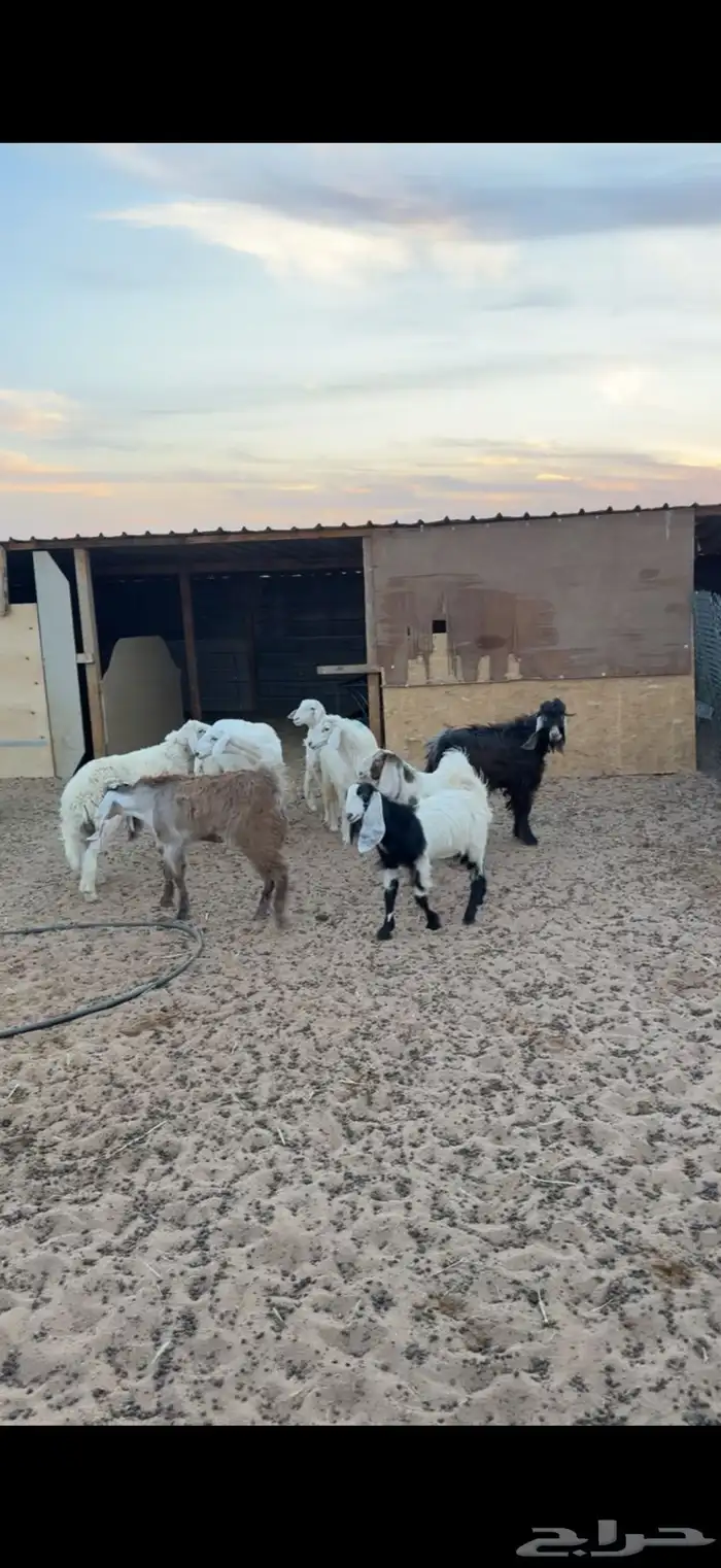 ذبايح حري ونعيم تيوس 6