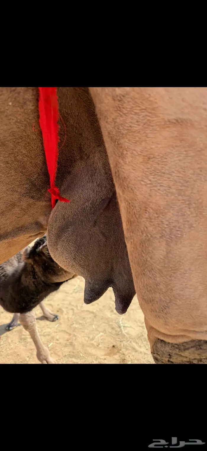 خلفه حمرا كفو توها ناتج تحتها بكره وهديه على الشرط 1