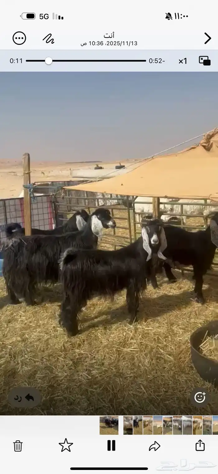 معزا عوارض 0