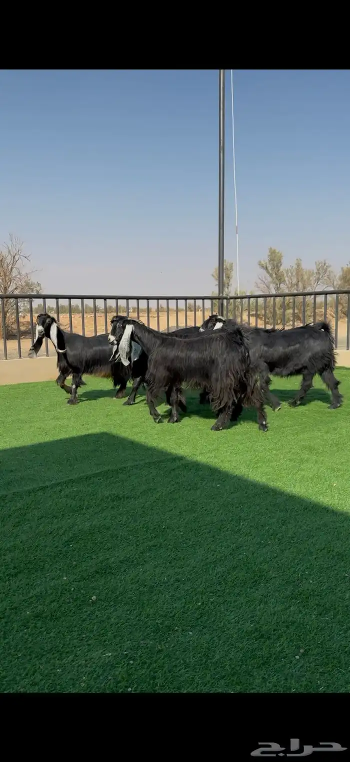 معزا عوارض خصم دفيع وضريع شرط 4