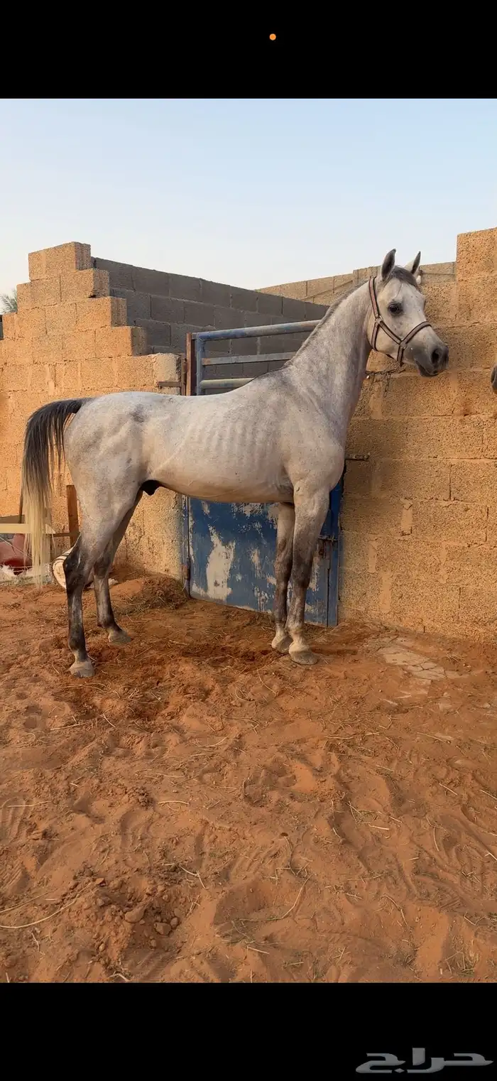 حصان واهو 0