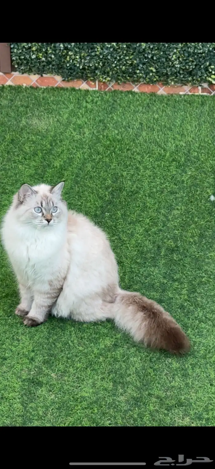 قطة نيفا ماسكوريد للتزاوج 0