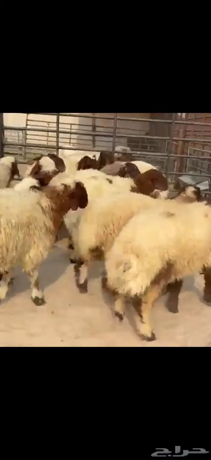 11 جذعه نعيم مقنوي او ذبياح فل الفل اعمارها 6 شهور وفوق 1