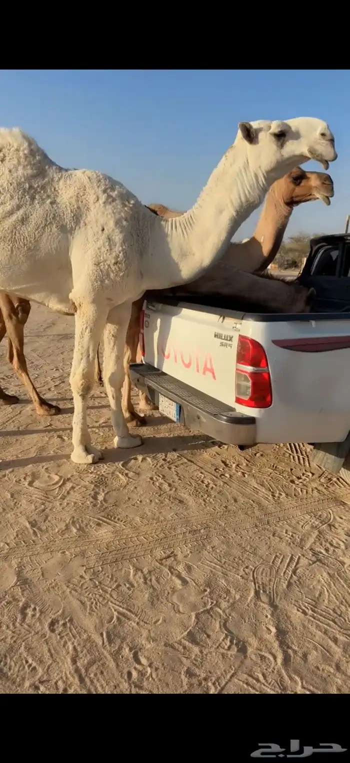 للبيع بعير ثني اوضح 6