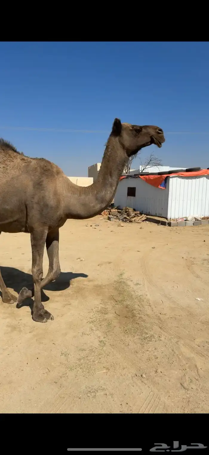 ماخض كفو ع جميع الشروط 3