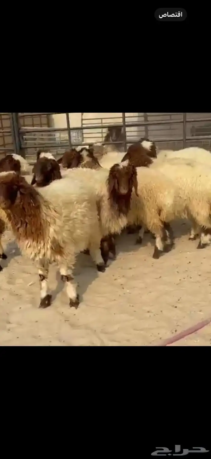 11 جذعه نعيم مقنوي او ذبياح فل الفل اعمارها 6 شهور وفوق 2