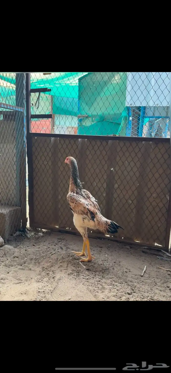 دجاجه شامو يباني 1