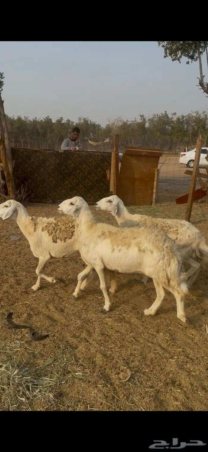 20 ضان حريات مراح واحد بالفحل ولد ودفيع كفوو (( تم البيع )) 4