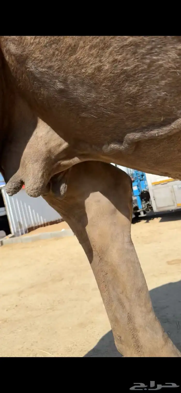 ماخض كفو ع جميع الشروط 1