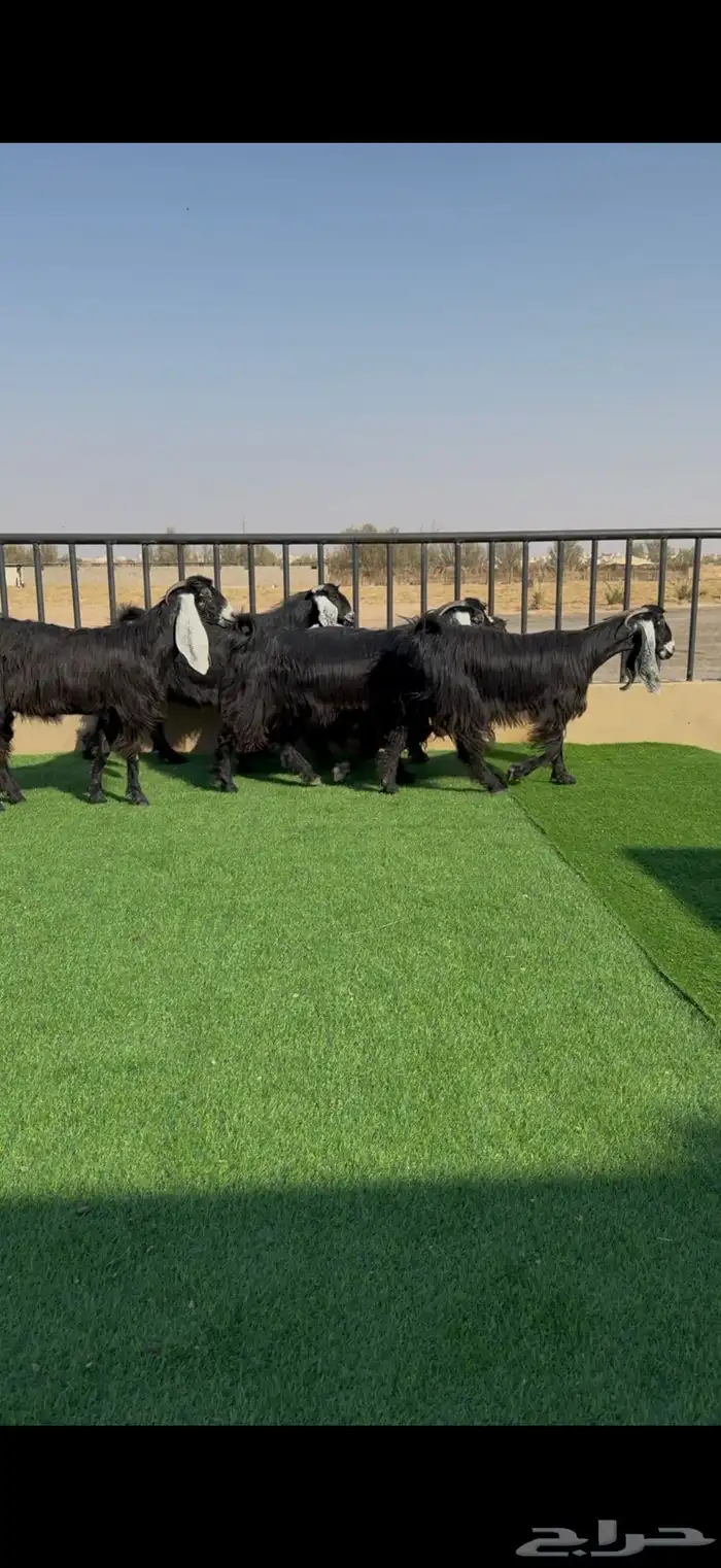 معزا عوارض خصم دفيع وضريع شرط 0