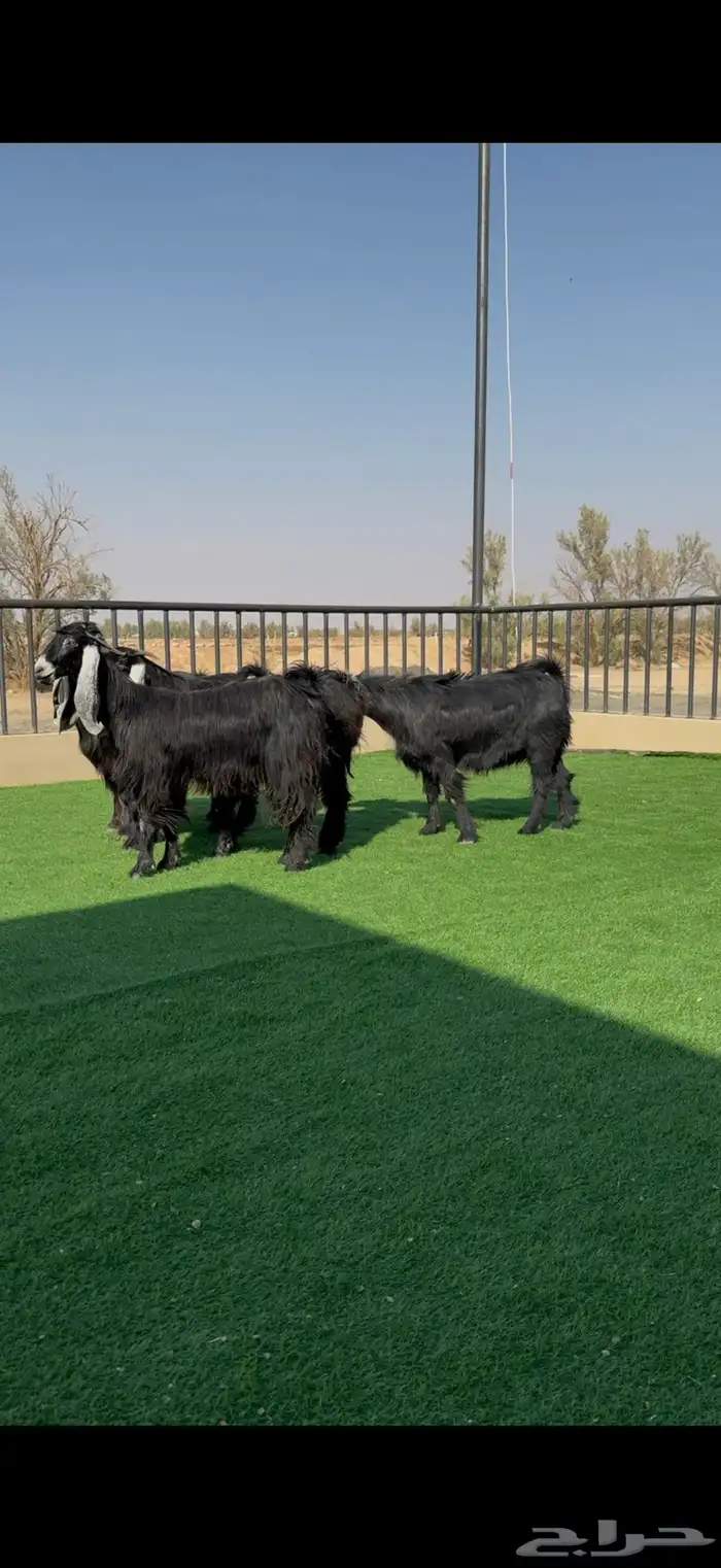 معزا عوارض خصم دفيع وضريع شرط 2