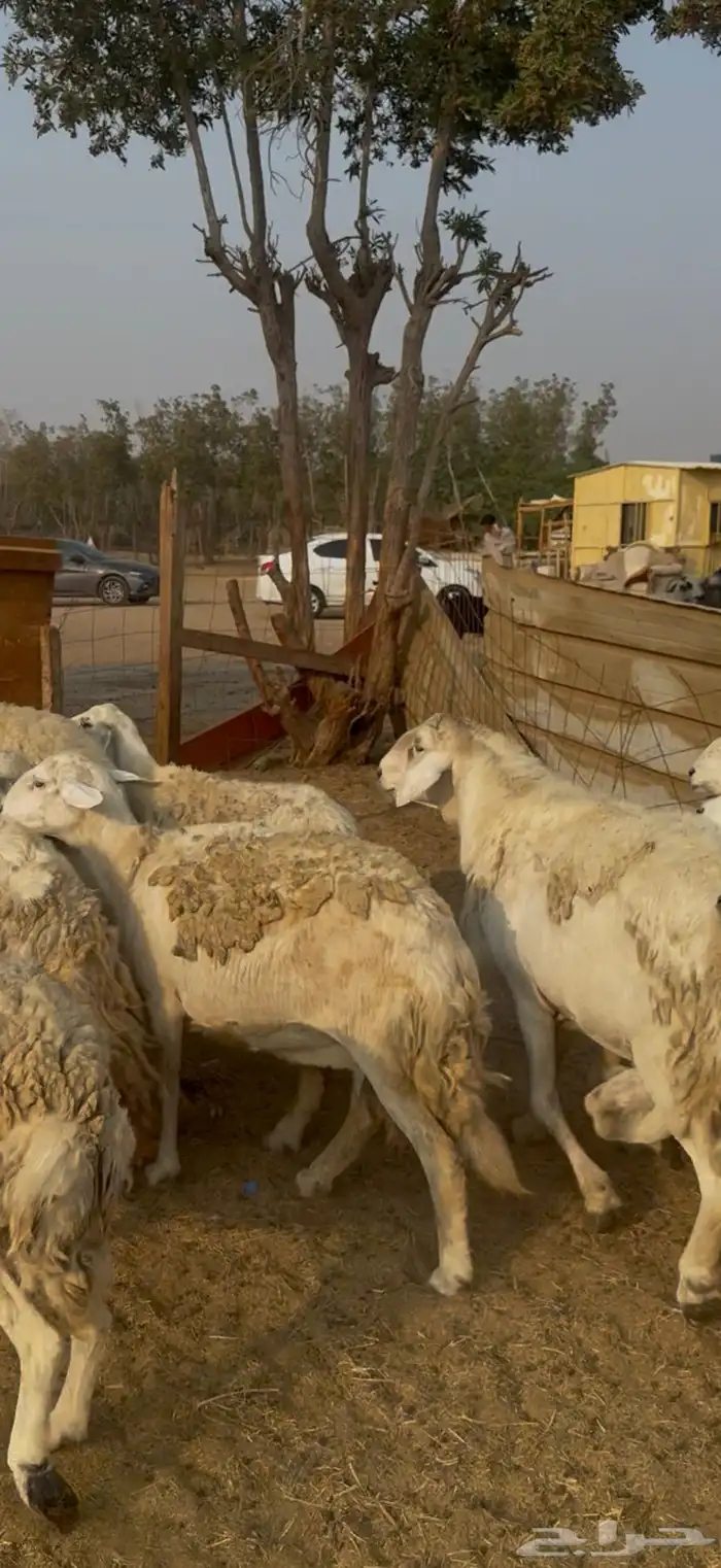 20 ضان حريات مراح واحد بالفحل ولد ودفيع كفوو (( تم البيع )) 0