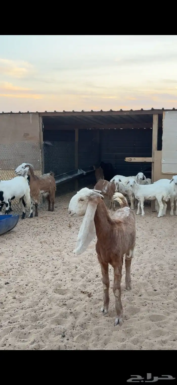 ذبايح حري ونعيم تيوس 3