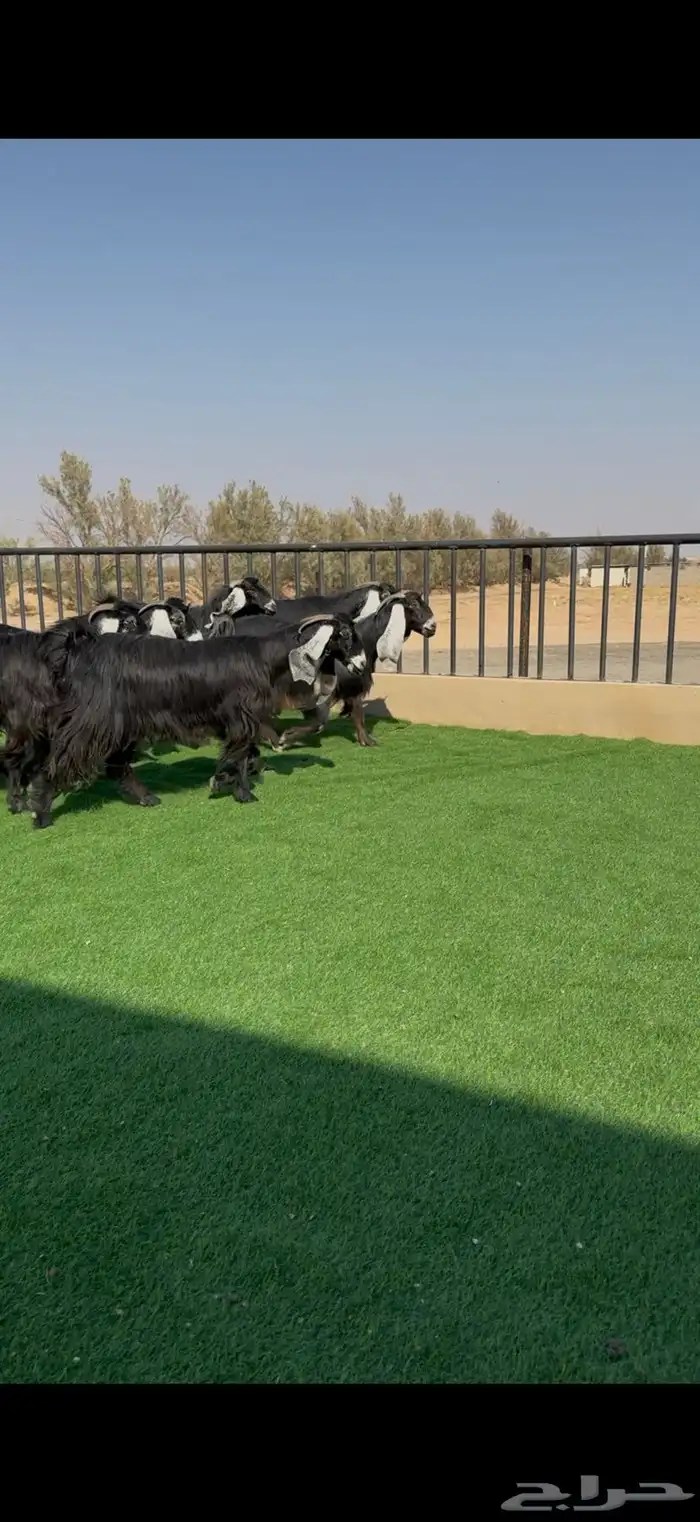 معزا عوارض خصم دفيع وضريع شرط 7