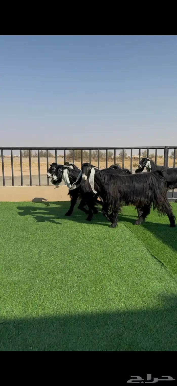 معزا عوارض خصم دفيع وضريع شرط 8