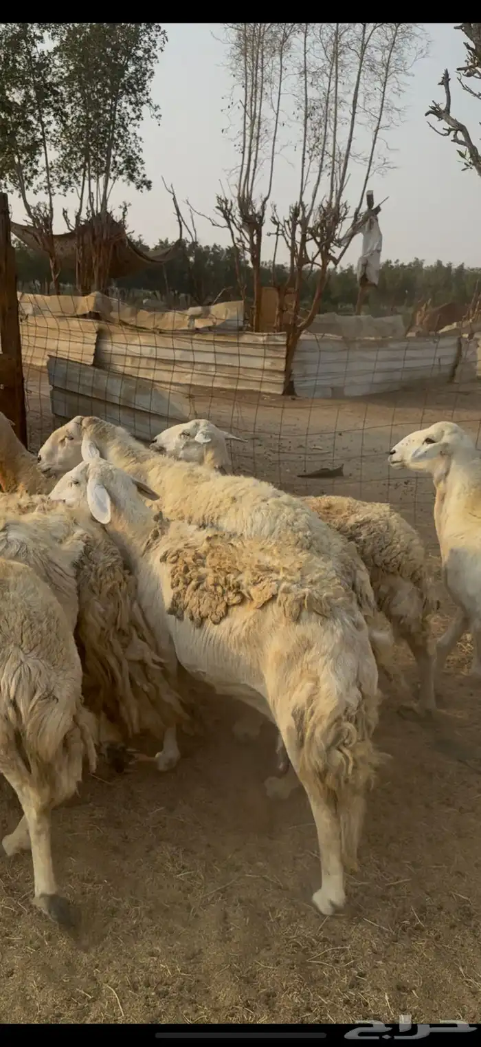 20 ضان حريات مراح واحد بالفحل ولد ودفيع كفوو (( تم البيع )) 1