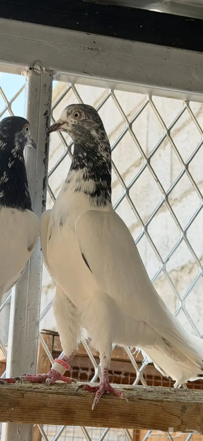 انثى جنسرا 2