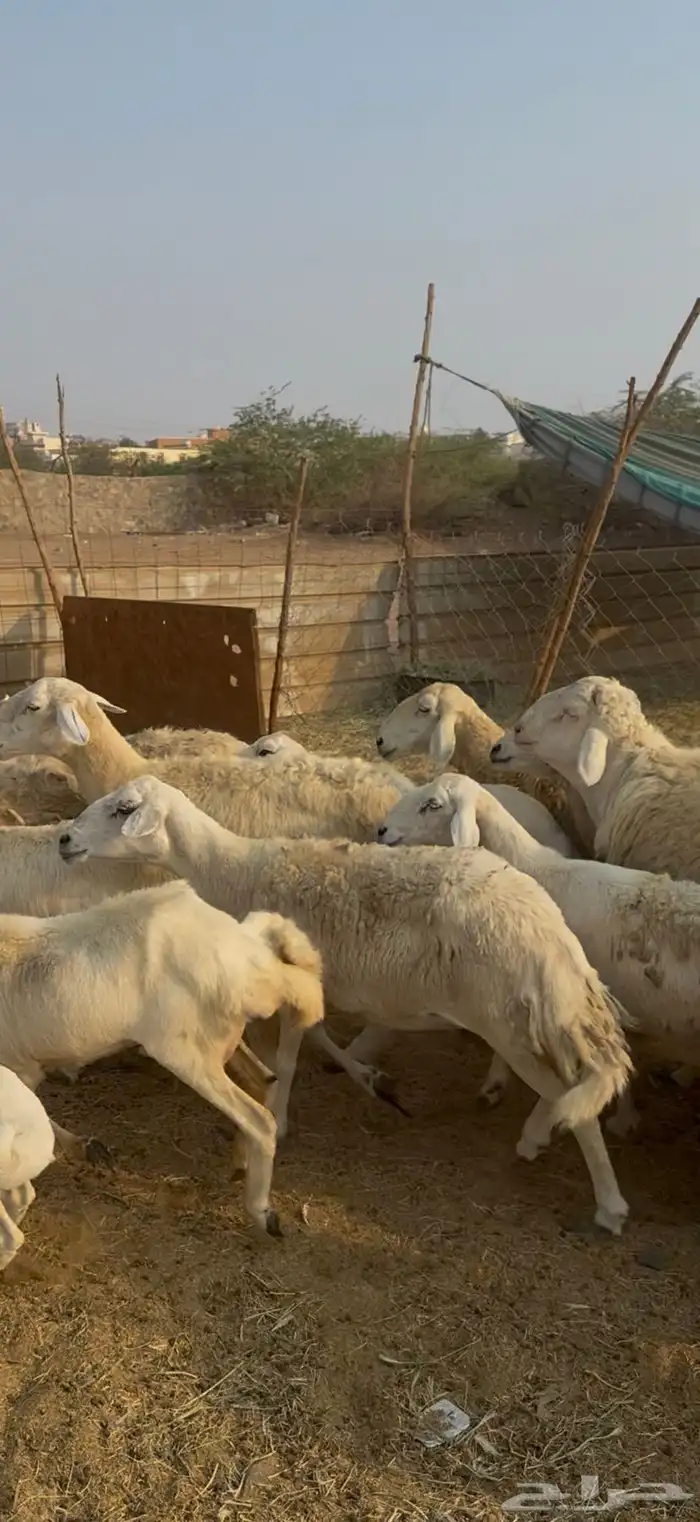 20 ضان حريات مراح واحد بالفحل ولد ودفيع كفوو (( تم البيع )) 3