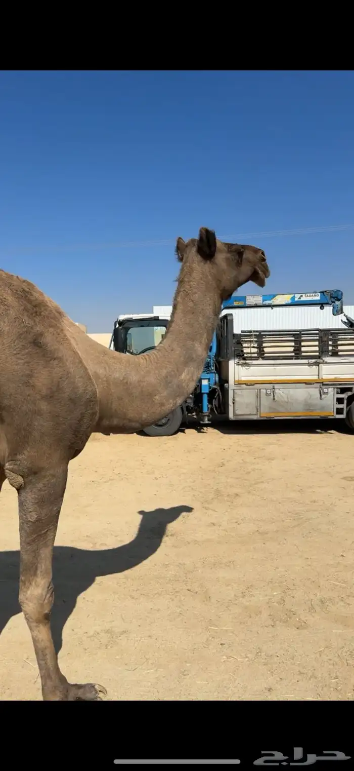 ماخض كفو ع جميع الشروط 0