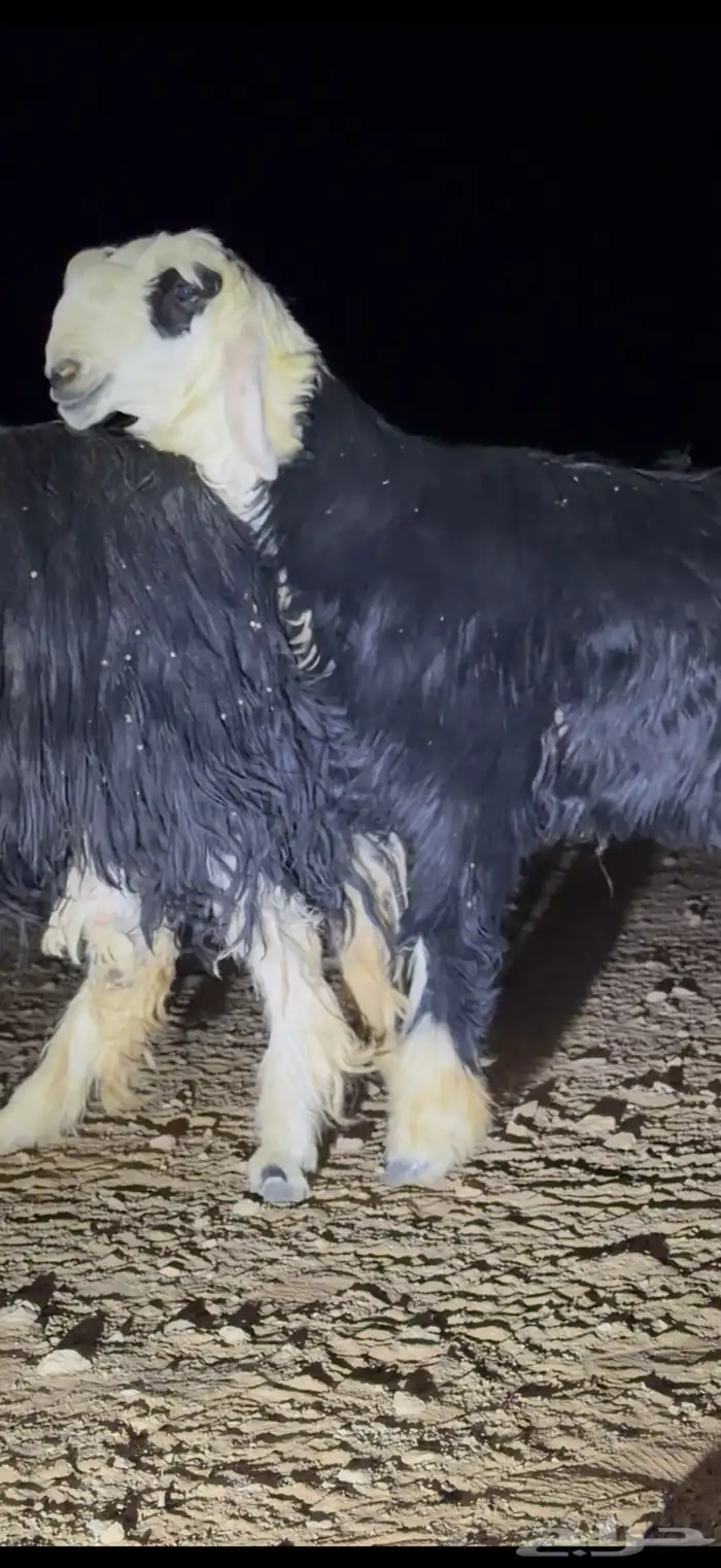 فحل نجدي جذع 1