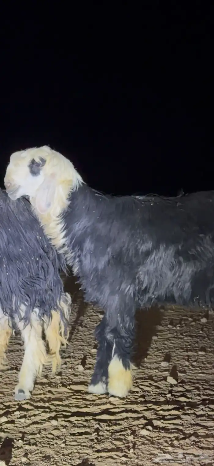 فحل نجدي جذع 0