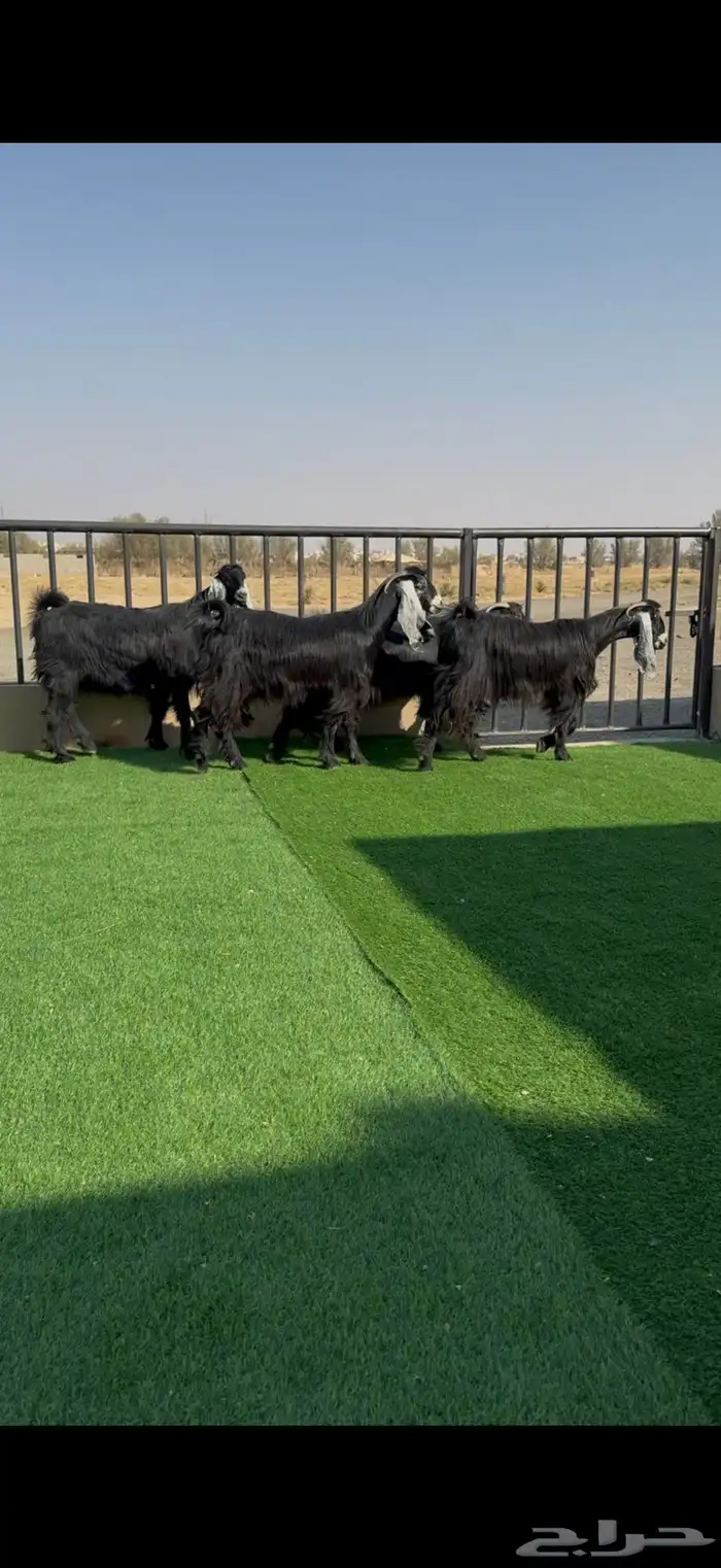 معزا عوارض خصم دفيع وضريع شرط 9