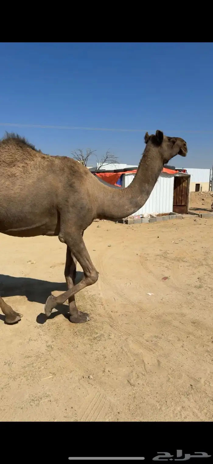 ماخض كفو ع جميع الشروط 2