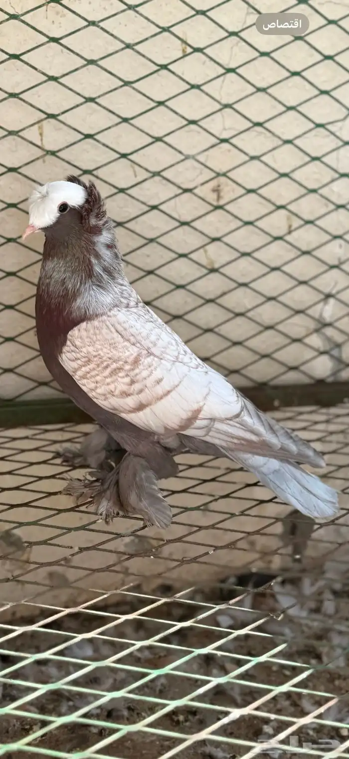 حمام ساكسون 0