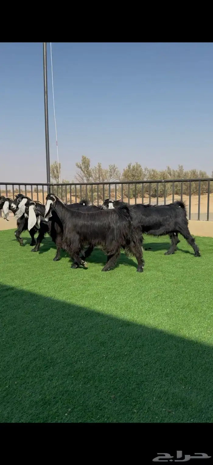 معزا عوارض خصم دفيع وضريع شرط 6