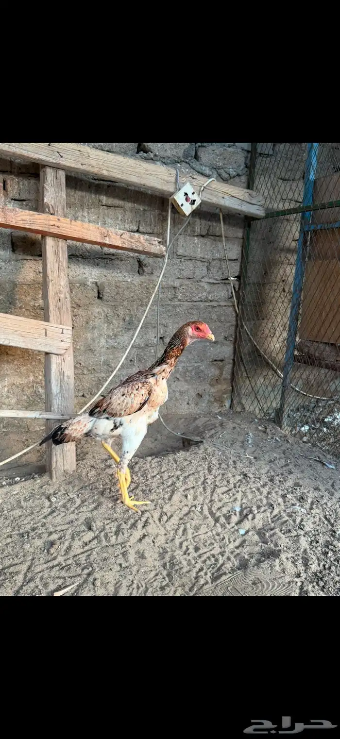 دجاجه شامو يباني 5
