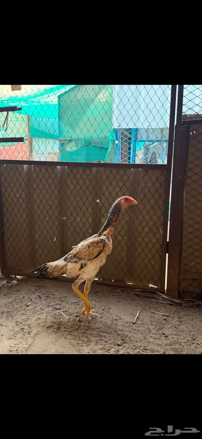 دجاجه شامو يباني 9