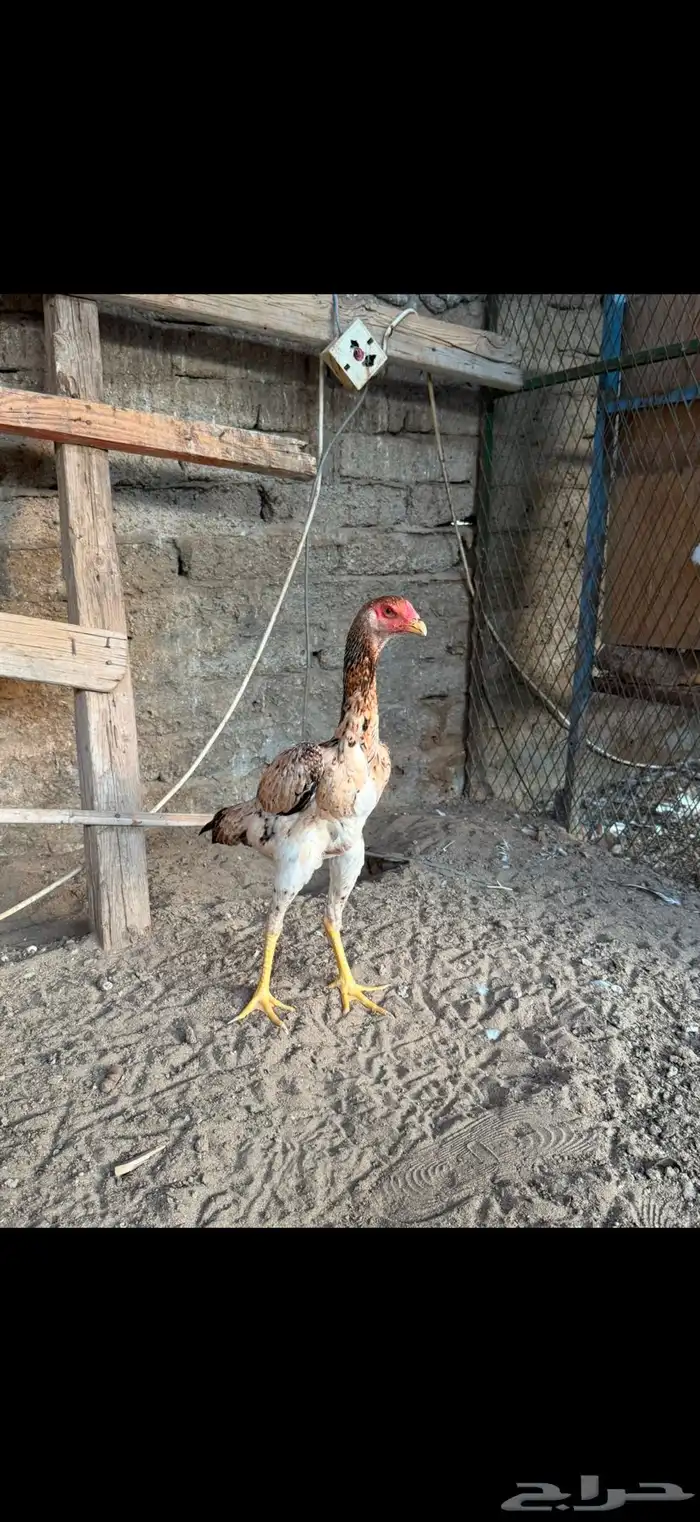دجاجه شامو يباني 6