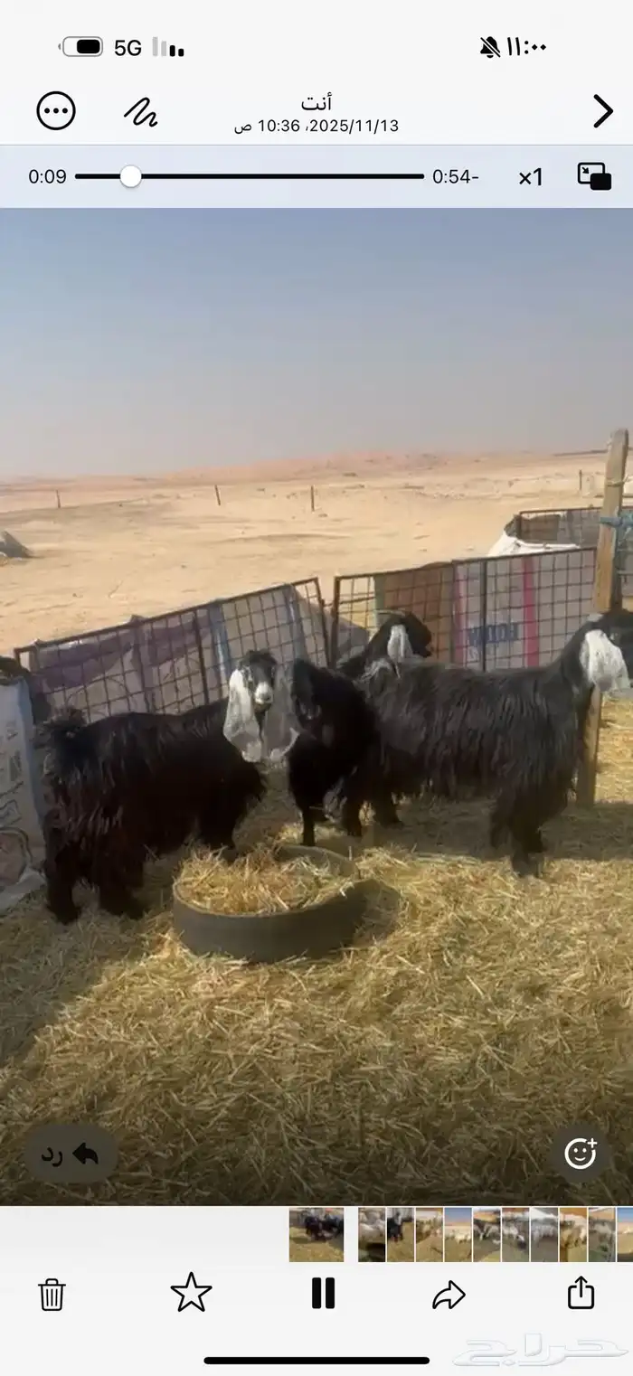 معزا عوارض 2