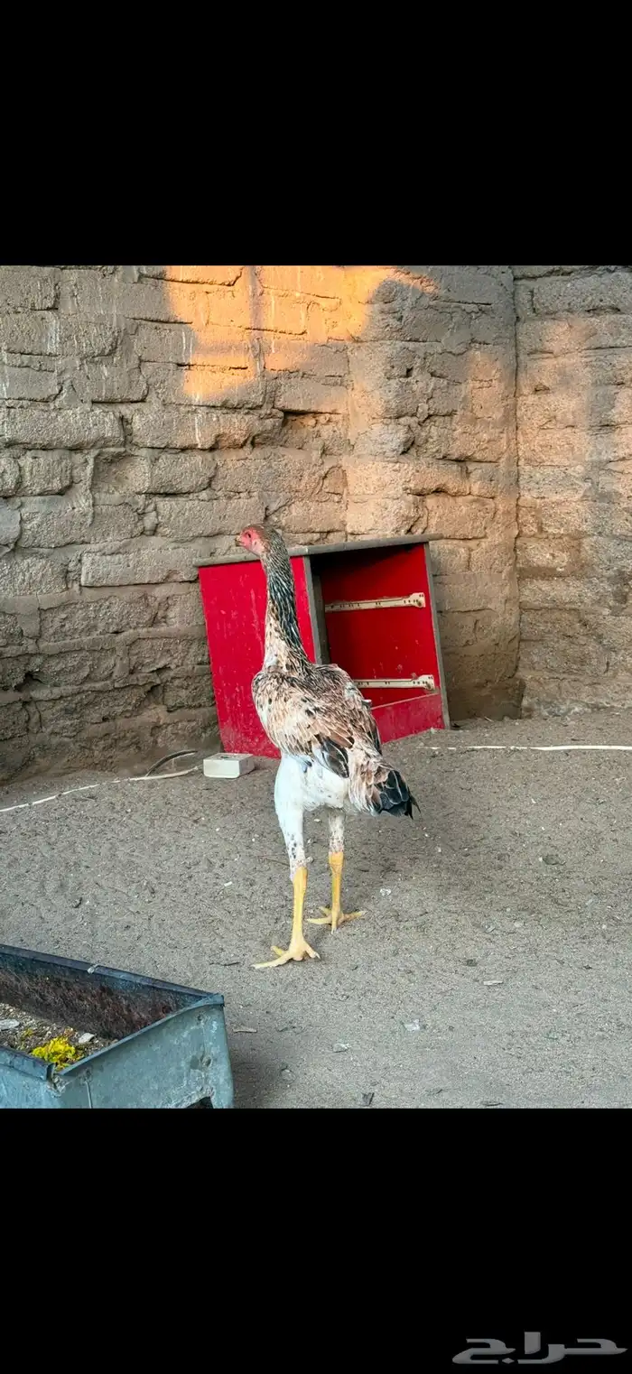 دجاجه شامو يباني 4