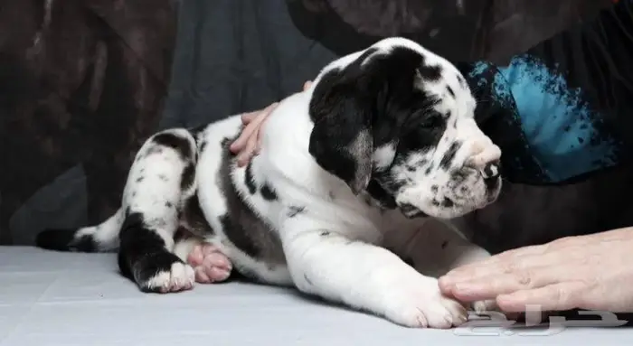 جراء جريت دان استيراد روسيا بالطلب 2