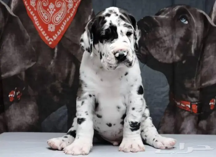 جراء جريت دان استيراد روسيا بالطلب 3