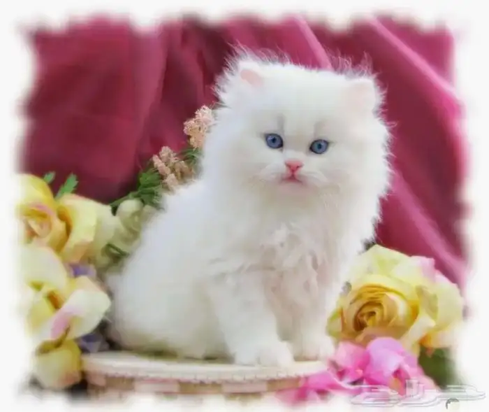 قطط مثل الأرانب 2