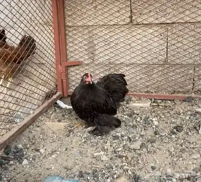 دجاج كوشن index