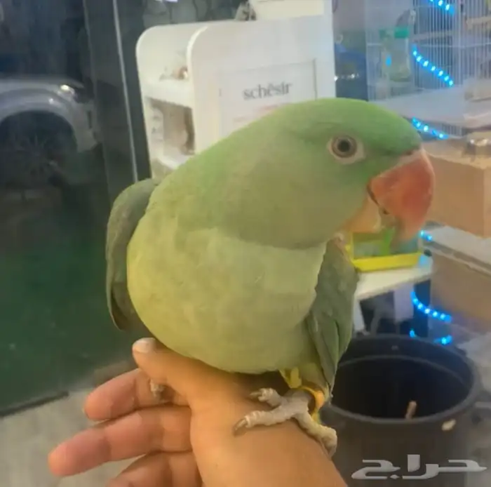 للبيع ببغاء دره نيبالي اليف 3