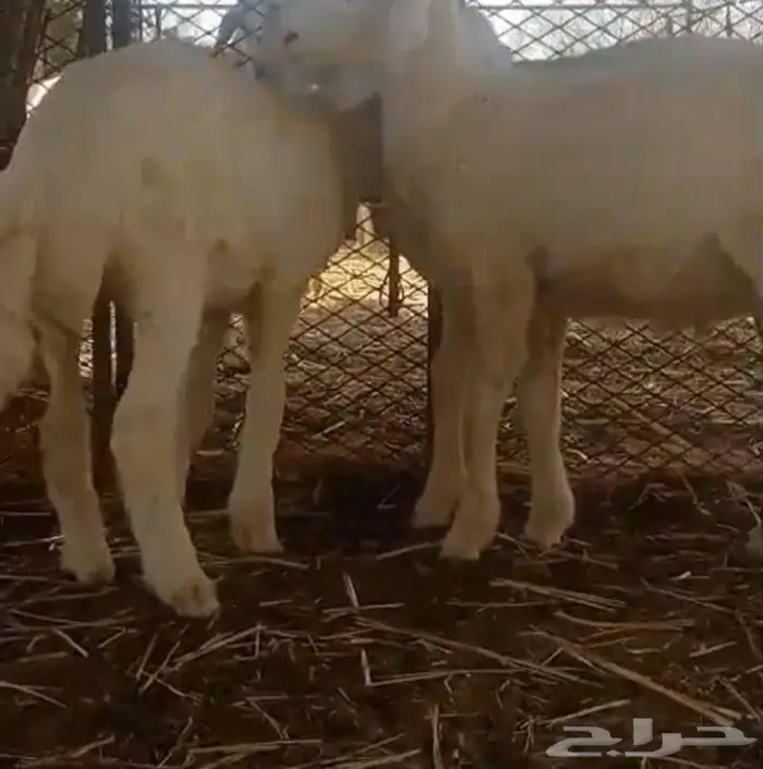 طلي ورخل للبيع 2