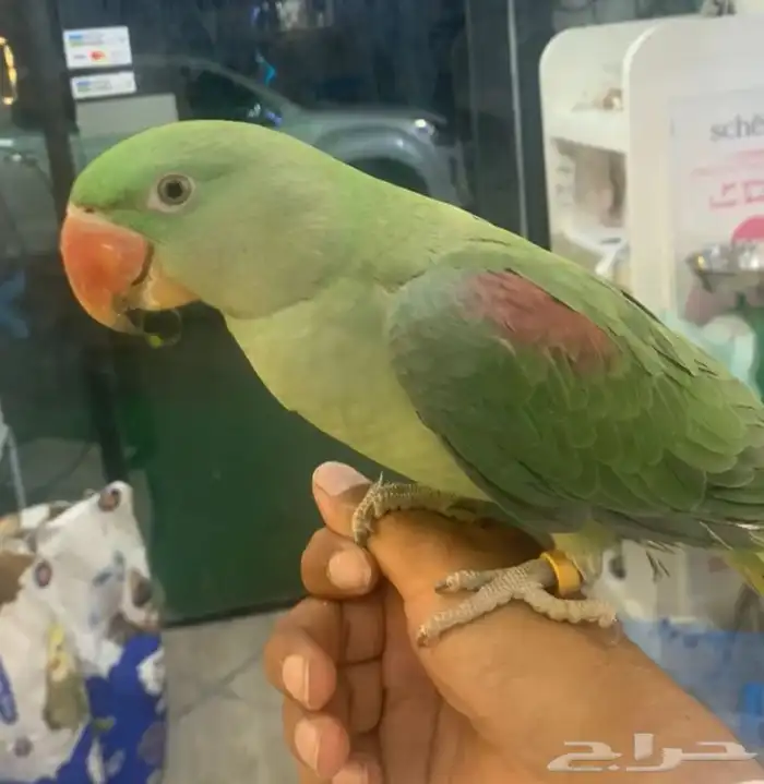 للبيع ببغاء دره نيبالي اليف 0