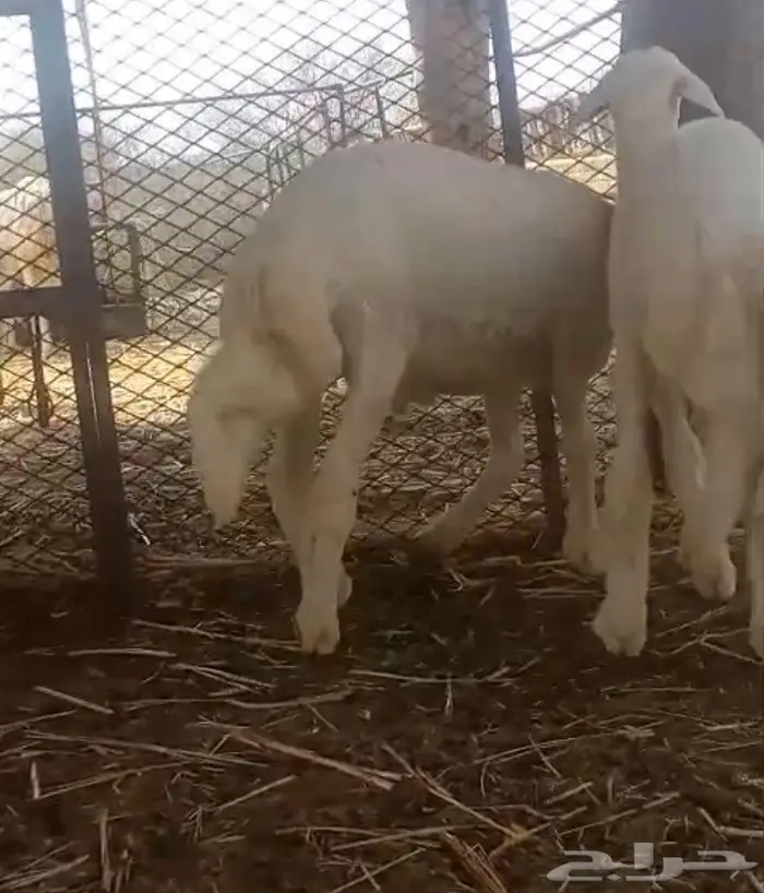 طلي ورخل للبيع 5