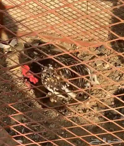 دجاج كوشن index