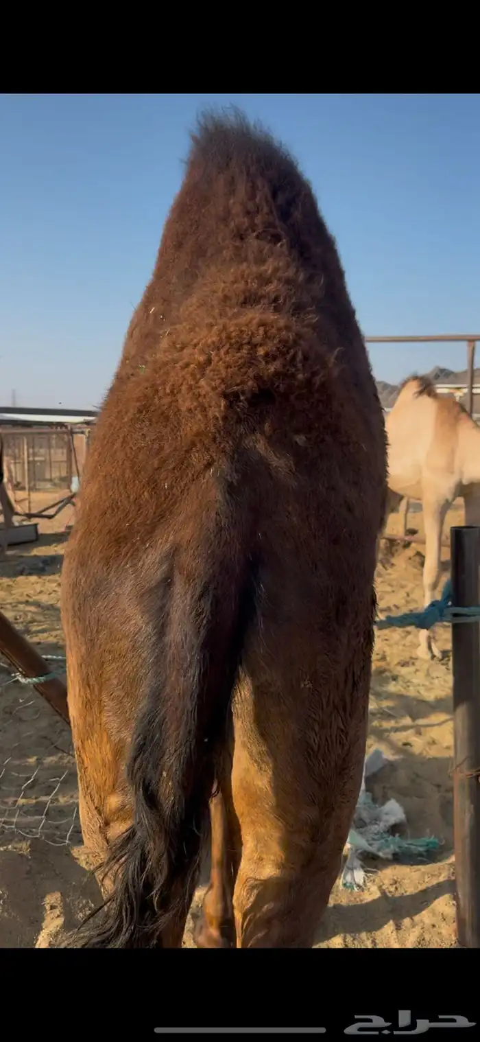 قعود مجهم بلدي شي كفو من تحت امه 2