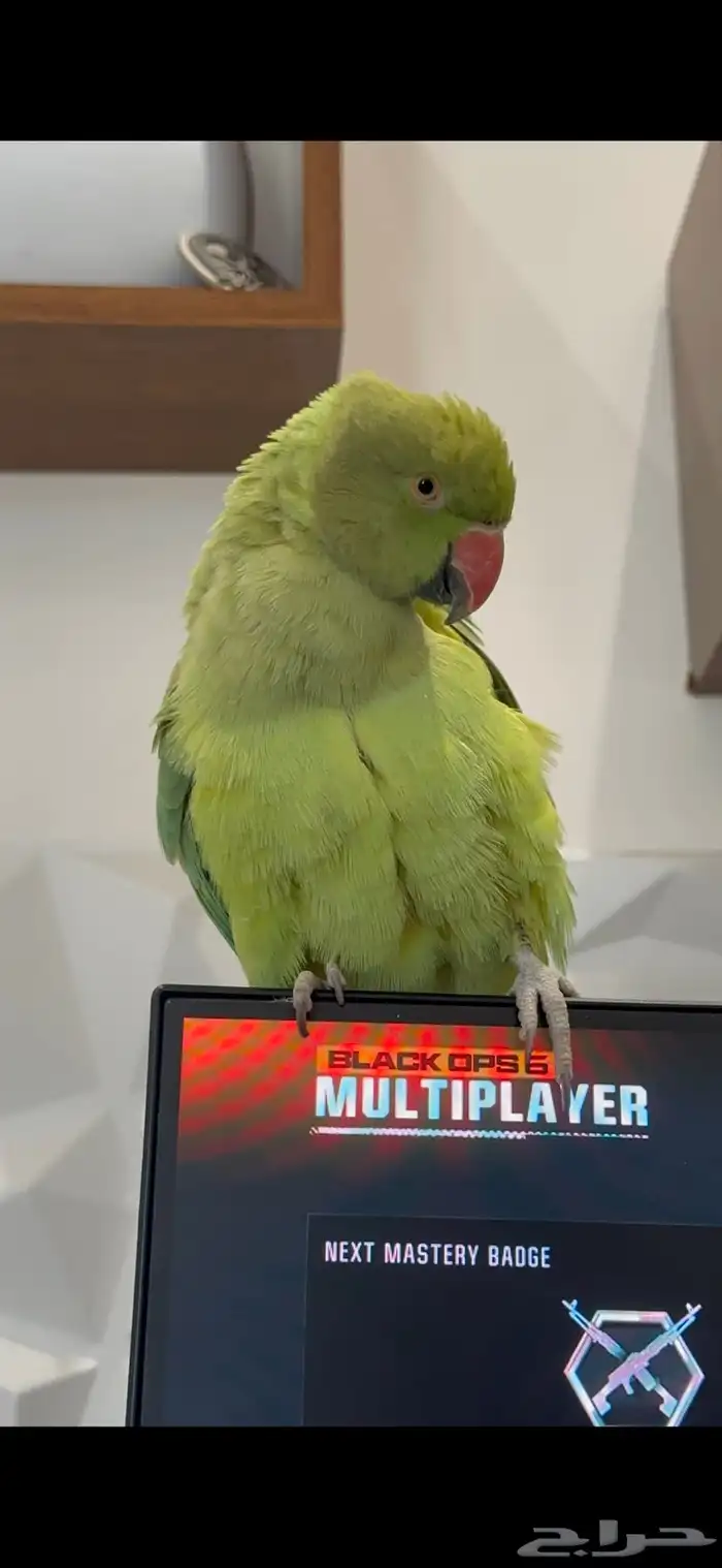 ببغاء الدرة 0