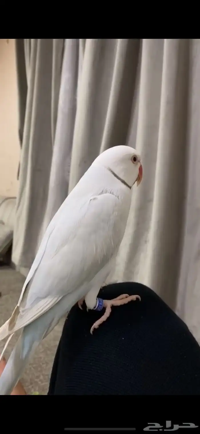 دره هولندي 2