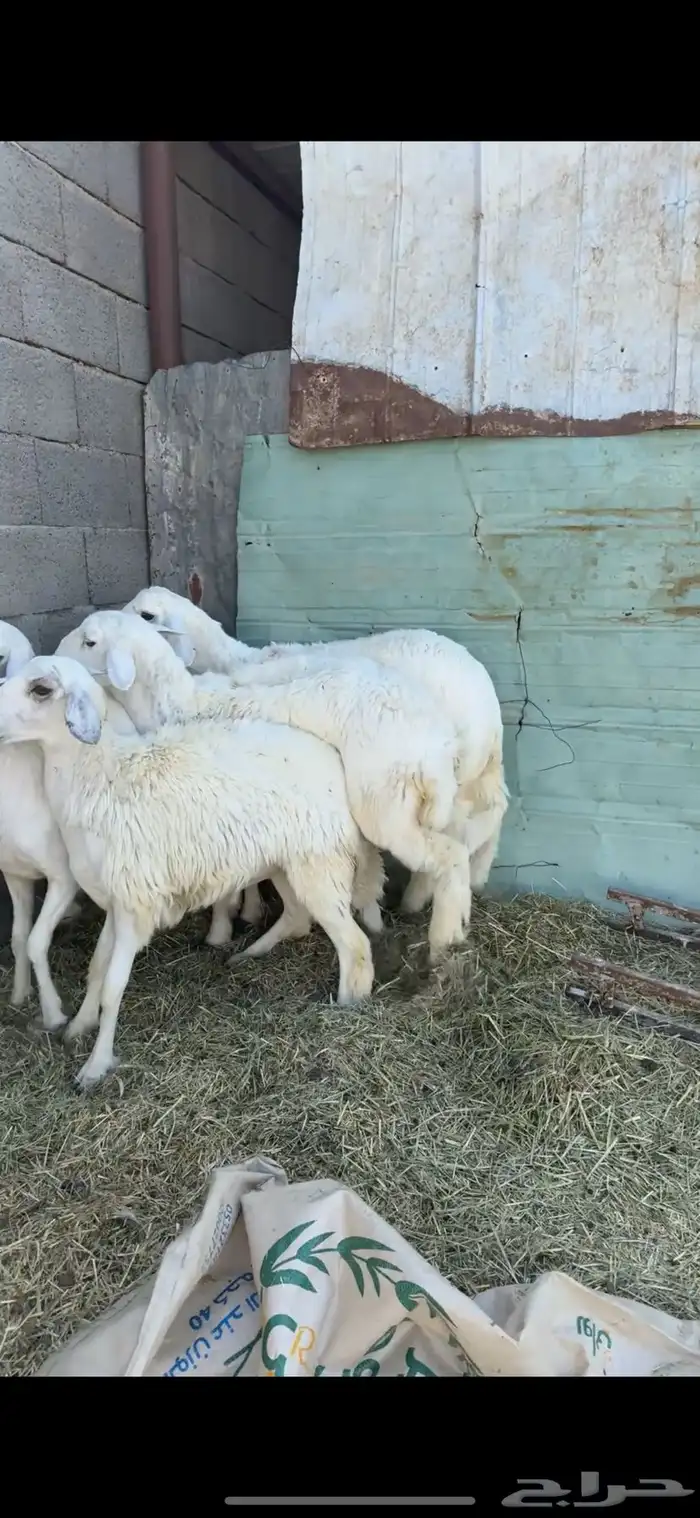 5 رخال جذع دفيع على السونار 1